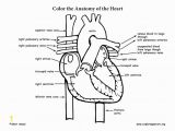 Anatomical Heart Coloring Pages Heart Anatomy Coloring Page