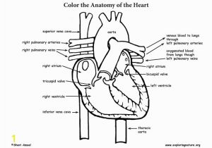 Anatomical Heart Coloring Pages Heart Anatomy Coloring Page