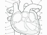 Anatomical Heart Coloring Pages Heart Anatomy Coloring Pages Anatomical Heart Coloring Sheet