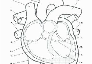 Anatomical Heart Coloring Pages Heart Anatomy Coloring Pages Anatomical Heart Coloring Sheet