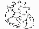 Anatomical Heart Coloring Pages Heart Anatomy Coloring Pages Heart Anatomy Coloring Pages Heart