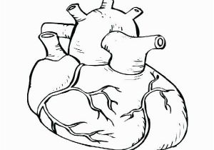 Anatomical Heart Coloring Pages Heart Anatomy Coloring Pages Heart Anatomy Coloring Pages Heart