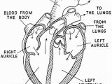 Anatomical Heart Coloring Pages Human Heart Coloring Page Google Search Except for the