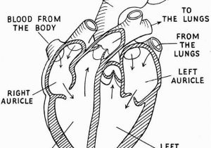 Anatomical Heart Coloring Pages Human Heart Coloring Page Google Search Except for the