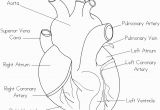 Anatomical Heart Coloring Pages Human Heart Coloring Page