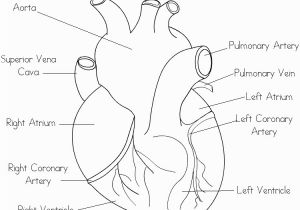 Anatomical Heart Coloring Pages Human Heart Coloring Page