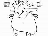 Anatomical Heart Coloring Pages Human Heart Coloring Pages Printable