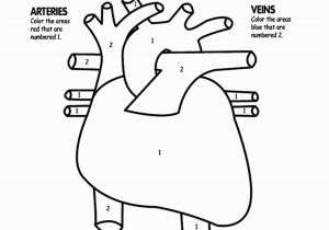 Anatomical Heart Coloring Pages Human Heart Coloring Pages Printable