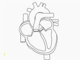 Anatomical Heart Coloring Pages Human Heart Coloring Pages School Motivation Pinterest
