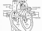 Anatomical Heart Coloring Pages Human Heart Template Selowithjo