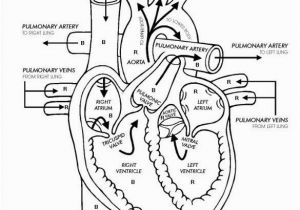 Anatomical Heart Coloring Pages Human Heart Template Selowithjo