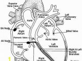 Anatomical Heart Coloring Pages Image Result for Anatomical Heart Coloring Pages