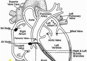 Anatomical Heart Coloring Pages Image Result for Anatomical Heart Coloring Pages