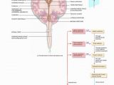 Anatomy and Physiology Coloring Workbook Answers Chapter 11 Page 178 Anatomy and Physiology Coloring Workbook Answers Chapter 11 Page 178