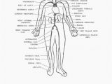 Anatomy and Physiology Coloring Workbook Answers Chapter 11 Page 178 Anatomy and Physiology Coloring Workbook Answers Chapter 11 Page 178