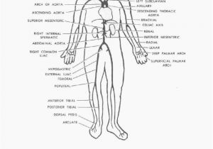 Anatomy and Physiology Coloring Workbook Answers Chapter 11 Page 178 Anatomy and Physiology Coloring Workbook Answers Chapter 11 Page 178