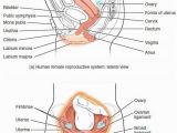 Anatomy and Physiology Coloring Workbook Answers Chapter 11 Page 178 Anatomy and Physiology Coloring Workbook Answers Chapter 11 Page 178