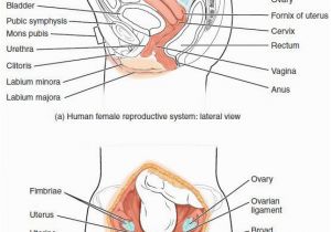 Anatomy and Physiology Coloring Workbook Answers Chapter 11 Page 178 Anatomy and Physiology Coloring Workbook Answers Chapter 11 Page 178