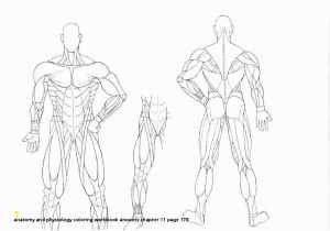 Anatomy and Physiology Coloring Workbook Answers Chapter 11 Page 178 Anatomy and Physiology Coloring Workbook Answers Chapter 11 Page 178