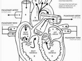 Anatomy and Physiology Coloring Workbook Answers Chapter 11 Page 178 Luxury Anatomy and Physiology Coloring Workbook Answers – Colorfull