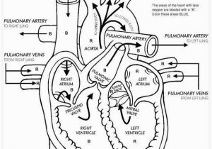 Anatomy and Physiology Coloring Workbook Answers Chapter 11 Page 178 Luxury Anatomy and Physiology Coloring Workbook Answers – Colorfull