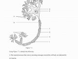 Anatomy and Physiology Coloring Workbook Page 188 Answers Anatomy and Physiology Chapter 3 Coloring Workbook Answers