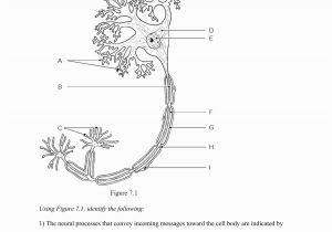 Anatomy and Physiology Coloring Workbook Page 188 Answers Anatomy and Physiology Chapter 3 Coloring Workbook Answers