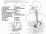 Anatomy and Physiology Coloring Workbook Page 188 Answers Anatomy and Physiology Coloring Workbook Answer Key New