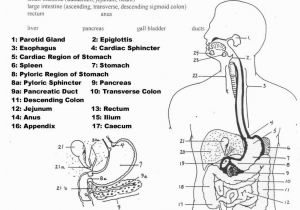 Anatomy and Physiology Coloring Workbook Page 188 Answers Anatomy and Physiology Coloring Workbook Answer Key New