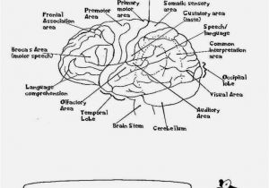 Anatomy and Physiology Coloring Workbook Page 188 Answers Coloring Pages Anatomy Coloring Pages Printable 846