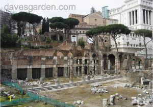 Ancient Rome Wall Murals Pin On Murals