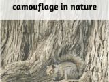 Animal Camouflage Coloring Pages Printable 32 Examples Of Camouflage In Nature Project Learning Tree