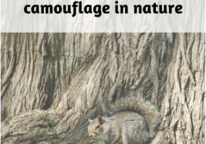 Animal Camouflage Coloring Pages Printable 32 Examples Of Camouflage In Nature Project Learning Tree