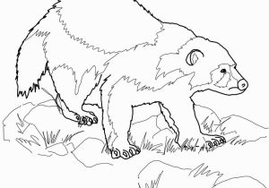 Animal Coloring Pages Printable Wolverine Animal Coloring Page
