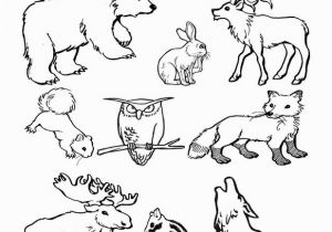 Arctic Animal Coloring Pages Arctic Animals Colouring Pages Polar Animals Coloring Pages Bell