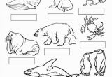 Arctic Animals Coloring Pages Coloring Pages Seals 27 Arctic Animals Coloring Pages Printable