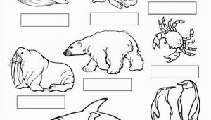 Arctic Animals Coloring Pages Coloring Pages Seals 27 Arctic Animals Coloring Pages Printable