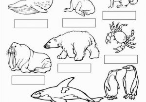 Arctic Animals Coloring Pages Coloring Pages Seals 27 Arctic Animals Coloring Pages Printable