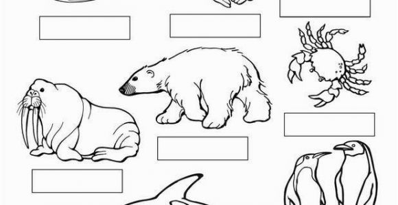 Arctic Animals Coloring Pages Coloring Pages Seals 27 Arctic Animals Coloring Pages Printable