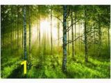 Argos Wall Mural forest 79 Best Wallpaper Mural Images