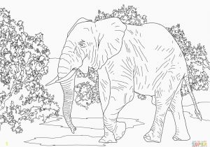 Asian Elephant Coloring Page Adult Elephant Coloring Pages