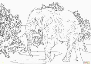 Asian Elephant Coloring Page Adult Elephant Coloring Pages