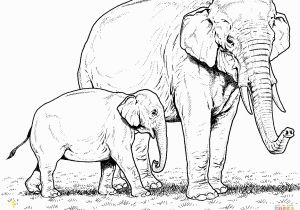 Asian Elephant Coloring Page Indian Elephants Coloring Pages Indian Elephant Coloring Pages