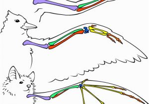 Ask A Biologist Coloring Page Bat Wing Bones