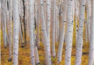 Aspen Tree Wall Mural 10 Best Bedroom 7 X3 Images