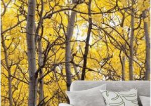 Aspen Tree Wall Mural 234 Best Tree Mural Images