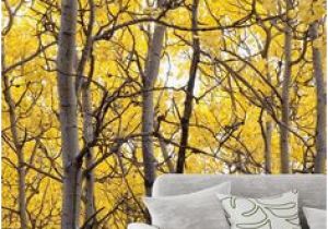 Aspen Tree Wall Mural 234 Best Tree Mural Images