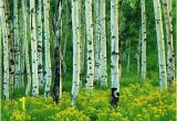 Aspen Tree Wall Mural aspen Murals aspen and Goldenrod Mural Charles Gurche