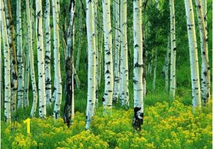 Aspen Tree Wall Mural aspen Murals aspen and Goldenrod Mural Charles Gurche