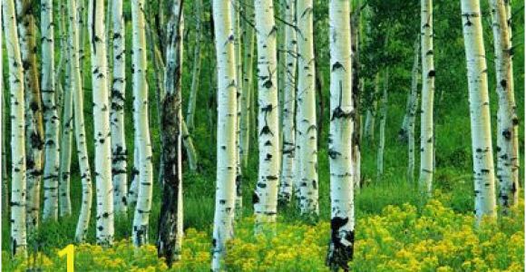 Aspen Tree Wall Mural aspen Murals aspen and Goldenrod Mural Charles Gurche